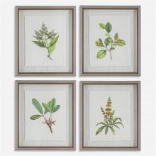 Uttermost 41461 - Uttermost Wildflower Study Framed Prints Set/4